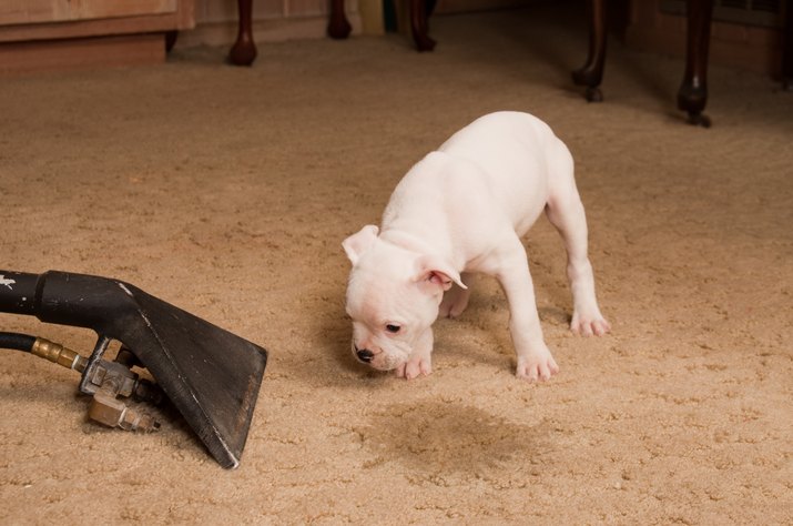 Carpet Cleaning Service